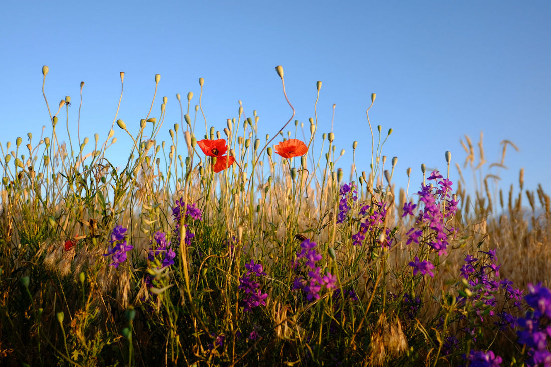 Wildflower Hikes: 4 Destinations for the Most Colorful Spring Blooms