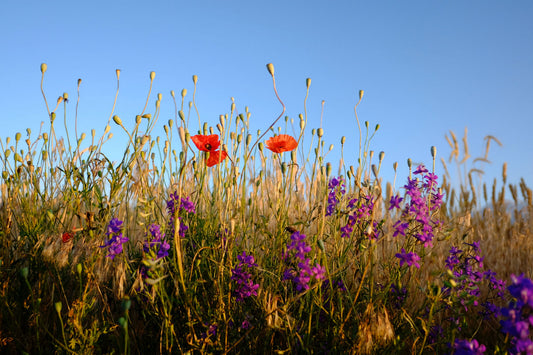 Wildflower Hikes: 4 Destinations for the Most Colorful Spring Blooms