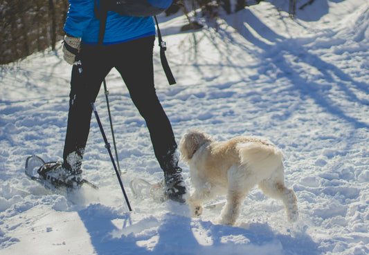 Snowshoeing in a Winter Wonderland: Where to go for Winter Trails