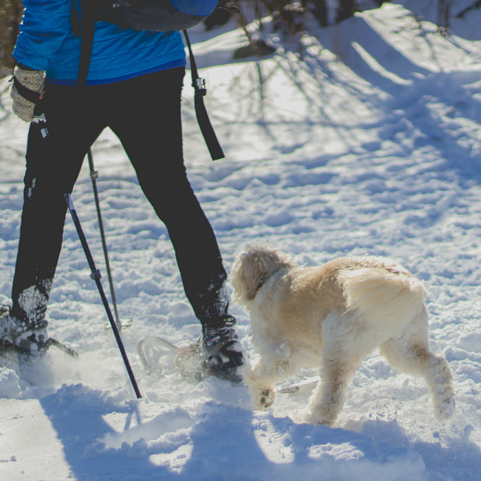 Snowshoeing in a Winter Wonderland: Where to go for Winter Trails